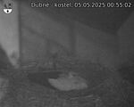 Capi_Dubne_20250505_005502.jpg