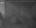 Capi_Dubne_20250505_010003.jpg