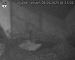 Capi_Dubne_20250505_011502.jpg