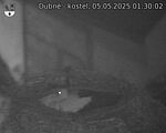 Capi_Dubne_20250505_013002.jpg