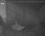 Capi_Dubne_20250505_013503.jpg