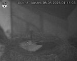 Capi_Dubne_20250505_014503.jpg