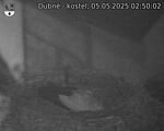 Capi_Dubne_20250505_025002.jpg