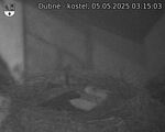 Capi_Dubne_20250505_031503.jpg