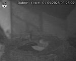 Capi_Dubne_20250505_032502.jpg