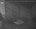 Capi_Dubne_20250505_035002.jpg