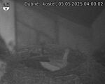 Capi_Dubne_20250505_040002.jpg