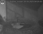 Capi_Dubne_20250505_040503.jpg