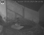 Capi_Dubne_20250505_041502.jpg