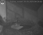 Capi_Dubne_20250505_042002.jpg