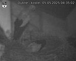 Capi_Dubne_20250505_043502.jpg
