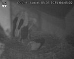 Capi_Dubne_20250505_044502.jpg