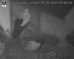 Capi_Dubne_20250505_050002.jpg