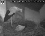 Capi_Dubne_20250505_050502.jpg