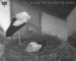 Capi_Dubne_20250505_051003.jpg