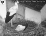 Capi_Dubne_20250505_051502.jpg