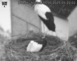 Capi_Dubne_20250505_052002.jpg