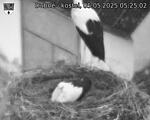 Capi_Dubne_20250505_052503.jpg