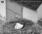 Capi_Dubne_20250505_053002.jpg