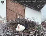 Capi_Dubne_20250505_054502.jpg