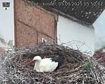 Capi_Dubne_20250505_055002.jpg