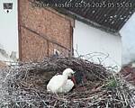 Capi_Dubne_20250505_055503.jpg