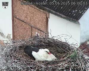 Capi_Dubne_20250505_060003.jpg (1350 x 1080)