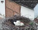 Capi_Dubne_20250505_060504.jpg
