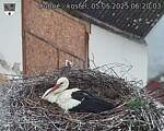 Capi_Dubne_20250505_062003.jpg