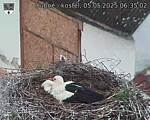 Capi_Dubne_20250505_063502.jpg