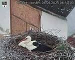 Capi_Dubne_20250505_065003.jpg