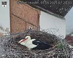 Capi_Dubne_20250505_072003.jpg