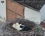 Capi_Dubne_20250505_072503.jpg