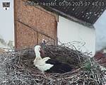 Capi_Dubne_20250505_074003.jpg