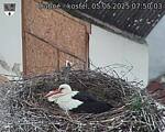 Capi_Dubne_20250505_075003.jpg