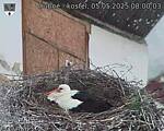 Capi_Dubne_20250505_080003.jpg