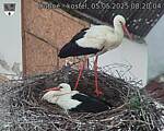 Capi_Dubne_20250505_082004.jpg