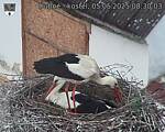 Capi_Dubne_20250505_083003.jpg