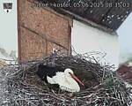 Capi_Dubne_20250505_083503.jpg