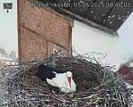 Capi_Dubne_20250505_084002.jpg