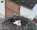 Capi_Dubne_20250505_084502.jpg