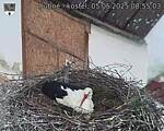 Capi_Dubne_20250505_085503.jpg