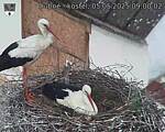 Capi_Dubne_20250505_090002.jpg