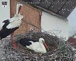Capi_Dubne_20250505_090502.jpg