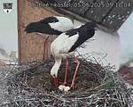 Capi_Dubne_20250505_091004.jpg