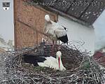 Capi_Dubne_20250505_091503.jpg
