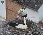 Capi_Dubne_20250505_092004.jpg