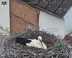 Capi_Dubne_20250505_093003.jpg