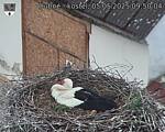 Capi_Dubne_20250505_095004.jpg