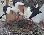 Capi_Dubne_20250505_095503.jpg